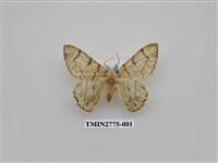 藏品(尺蛾346)的圖片